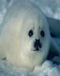 pic for Baby Seal